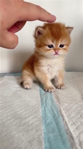 Cute kittens🥰 #cats #cat #funny #cute