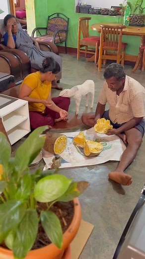 794K views · 159K reactions | Possessive dog #minivlog #minivlogger #minivlogs #activity #viralreels #homedecor #loveyourself #mini #petlovers #neturelovers♥️❤️ | Shobha Gowda | Facebook