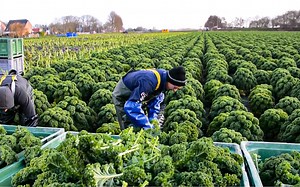 【Noal Farm】农民们如何收获成吨的茴香、紫甘蓝、葱以及西兰花！现代蔬菜种植！How Farmer Harvesting Tons of Fennel