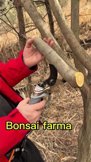 Powerful Electric Pruner Cutting Tree Branches for Faster Growth 🌿⚡