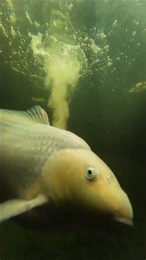 Relaxing Underwater Koi Fish Video