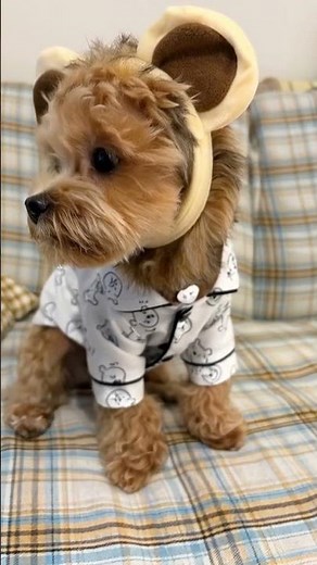 “Louie Turns Into a Halloween Lion 🦁🎃”