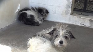 35K views · 937 reactions | Transferred to DOWNEY These two angels...