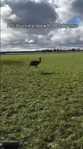 How fast can an emu run? Racing Emu in Australia