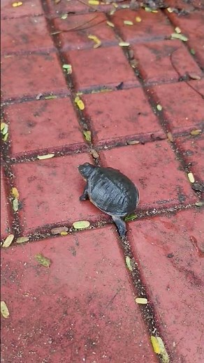 Watch the beauty of a baby turtle moving slowly. 🥰