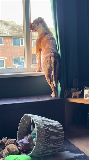 Ballet dog 😂😂 pointy toes on point 😂 she’s so nosey out the window