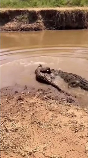 Epic Jaguar vs Caiman Fight! Powerful Ambush in Muddy River – Brutal Wildlife Battle #wildlife