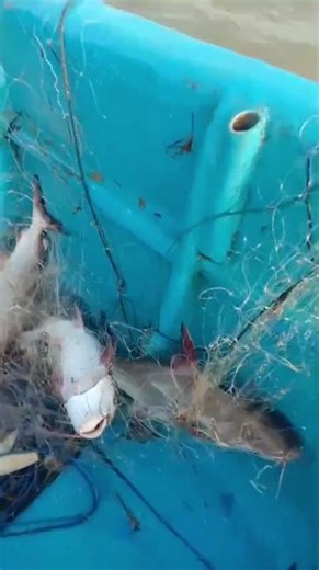 mantap, panin melimpah‼️