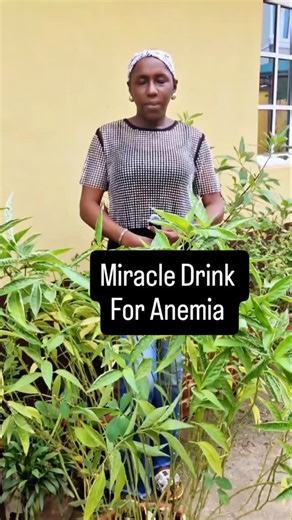Ruthienaturals | Blood Leaf Benefits For Anemia Also known as Ewe Eyin in Yoruba, blood leaf is a powerful medicinal plant. When boiled, the water turns... | Instagram