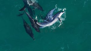 Dolphins mating sequence 2024 - Full interactions 4k 50p