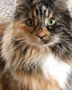 1.2K views · 305 reactions | See if you can win a staring contest with Wylla. Ready... go! | The Itty Bitty Kitty Committee | Facebook