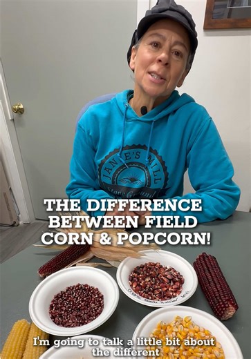 Questions about the different kinds of corn?! 🌽 Mill Manager Jill explains the two broad categories of corn, dent and flint, with some flint varieties being popcorn! 𝗗𝗲𝗻𝘁 𝗖𝗼𝗿𝗻 gets its name from the little dent you can see right at the top of each kernel. We have two varieties: 🌽 𝗚𝗼𝗹𝗱𝗲𝗻 𝗬𝗲𝗹𝗹𝗼𝘄: We stone-mill this into cornmeal, and polenta/grits. You may also get the whole kernels to mill at home. This is a kitchen staple with incredible whole-kernel flavor and nutrition! �