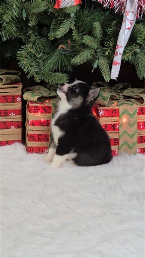 Shiba Inu puppy for sale