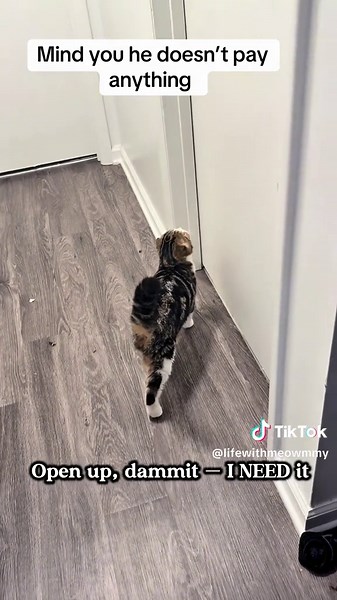 Hilarious Catnip Cat Reaction Compilation