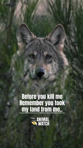 The grey wolf, Canis lupus, evolved long before modern civilisation. For hundreds of thousands of years wolves moved across the Northern Hemisphere — regulating prey populations, shaping vegetation, influencing river systems and helping create the balance we now call “healthy ecosystems.” When modern humans expanded into Europe, Asia and North America, wolves were already there. Then we changed the land. We cut down forests. We replaced wild ungulates with livestock. We built roads through migra