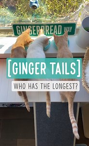 Ginger Tails — Who has the longest tail? I’m not sure if anyone else has noticed, but Waffles’ tail seems unusually long for his age and size. I got curious and measured everyone’s tail. Here are the results: Shrimp: Tail Length 8 inches, Weight 5.1 lbs Grits: Tail Length 9 inches, Weight 5.9 lbs Waffles: Tail Length 10.5 inches!! Weight 5.10 lbs GB: Tail Length 13 inches, Weight (he claims 10.99 lbs... but it’s actually 11.6 lbs this week) Maple: Tail Length 8 inches (same as Shrimp!), Weight 3