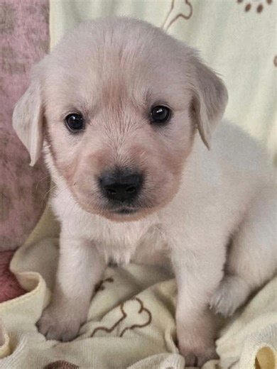 Sunny's Charming Puppy Journey: Meet Ryan