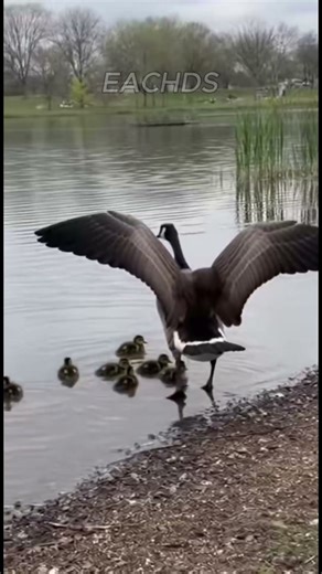 This Goose Just SAVED Her Ducklings From a CRAZY Seagull! 😱🦢