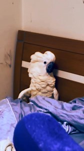 Jadu ke dar se kuku ki cheekh nikal gayi 🤣🤣🤣 #viralpost2025 #funnyparrotvideos #talkingparrot #parrotvideo #bridestory #birdslover #exoticbirds #funnystory #funnyparrot #parrotlover #petparrots | Abdul Sahil Khan