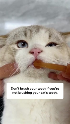 Easy Dental Care for Cats with Pet Toothbrush