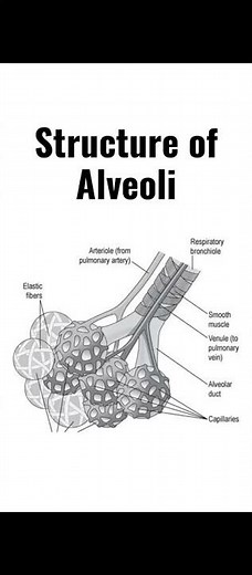 Structure of Alveoli With Labeling