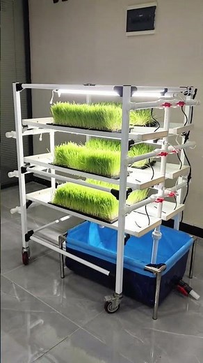 Lyine Hydroponic Seedling Rack: Grow Seedlings, Sprouts, and Fodder Grass with Ease#seeding #fodder