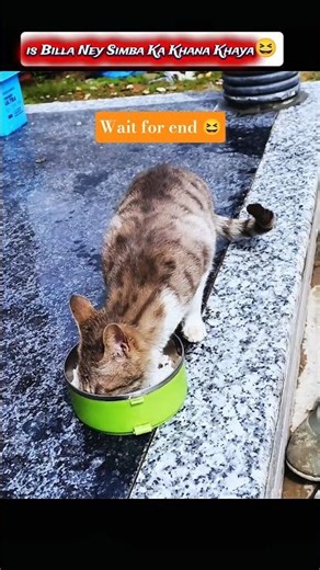 " Billa Ney Simba ka khana khaya "😆 #trending#cat#shorts