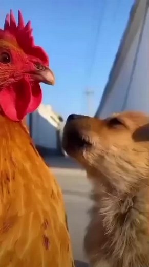 Adorable Chicken and Dog Playtime Moments