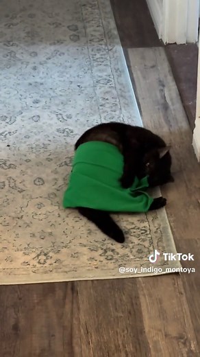 La Sombra Will NOT lose #gatitos #cats #blackcat #jelliclecats #gato