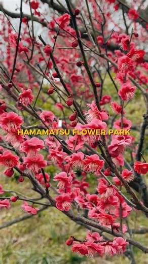 Hamamatsu Flower Park begins to wake up with color in February 🌺 This vast botanical garden is home to 3,000 plant species, and late winter is one of the most beautiful times to visit. From mid-February, plum blossoms (ume) start to bloom in shades of white, pink, and deep red, filling the air with a soft, sweet fragrance. As you walk through the park, you’ll find viewpoints overlooking the ume grove, perfect for slowing down and enjoying the scenery. February also brings Kawazu-zakura, an earl