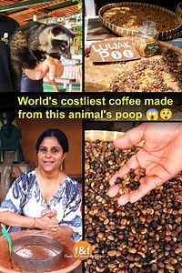 Is Animal ki potty se banti hae duniya ki sabse costly Coffee 😱😲 - Luwak Coffee - World's costliest coffee made from this animal's poop 😱😲 - Most Unique Coffee - Luwak Coffee from Bali - दुनिया की सबसे महंगी कॉफ़ी बनती है इस जानवर की पोट्टी से | Foods And Flavors