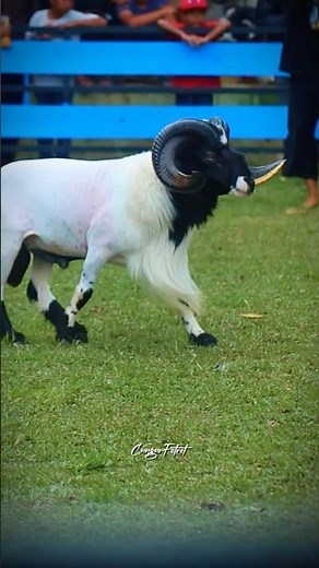 Caviar 🚀 #dombagarut #domba #sukadombaofficial