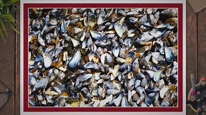 What are Mussel Shells Made of? Composition of Mussel Shells