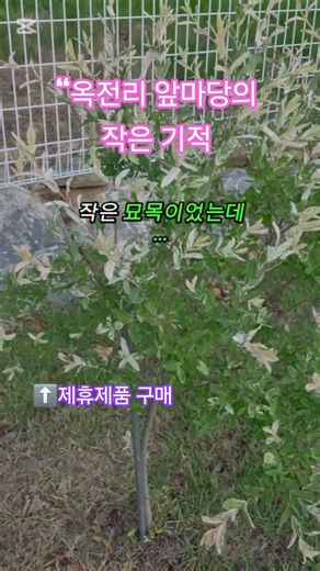 #옥전농부 #플라밍고셀릭스 #셀릭스 #옥전리 #정원가꾸기 #앞마당정원 #식물키우기 #나무키우기 #오색버드나무 #힐링영상 #정원생활 #가드닝 #식물집사 #쇼츠 #shorts