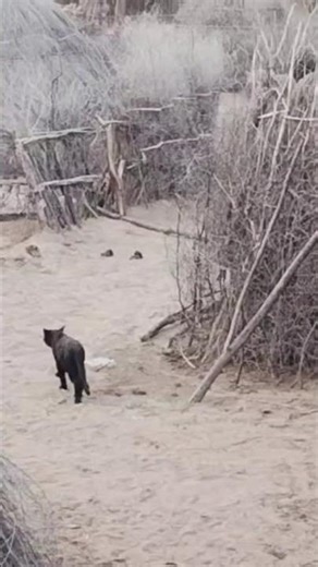 Cat meeting shorts cat