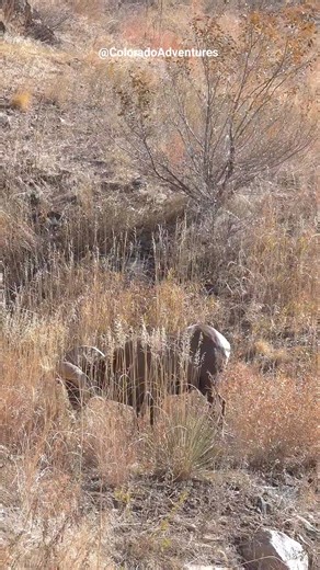 1.6M views · 9.4K reactions | He came in looking for a fight and got ignored!  Big horn sheep in Big Thompson Canyon! . . . #naturelovers #colorado #wildlifevideos #foryou #coloradowildlife #wildlifeaddicts #coloradoadventures #wildlifeonearth #wildlifeplanet #wildanimals #wildlifephotography #wildlife #bighorn #bighornsheep #ram #rams | Colorado Adventures | Facebook