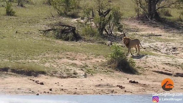 Animals That Risked It All to Save Others!