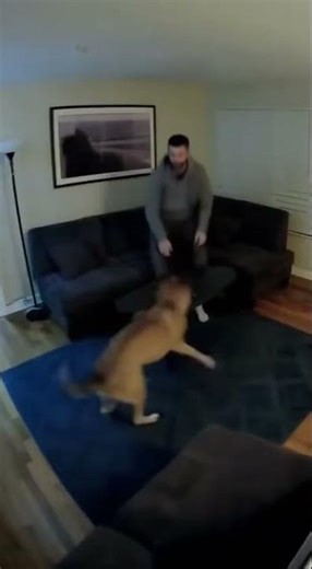 Dog Alerts Owner Just Seconds Before Dangerous Gas Flash In Apartment