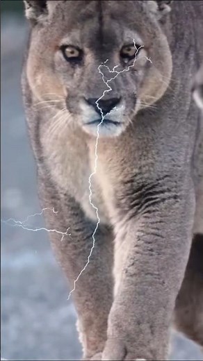 The Majestic Stride of a Puma | Confidence in Motion
