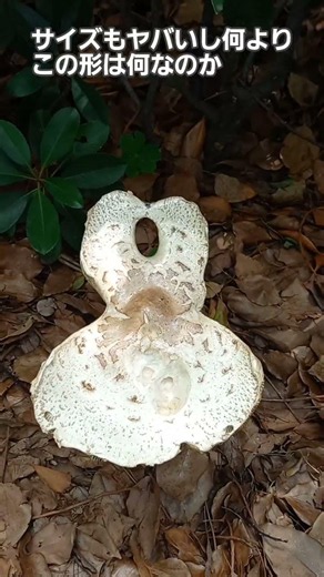 There’s a bizarre, decaying giant mushroom in a park near Umeda, Osaka