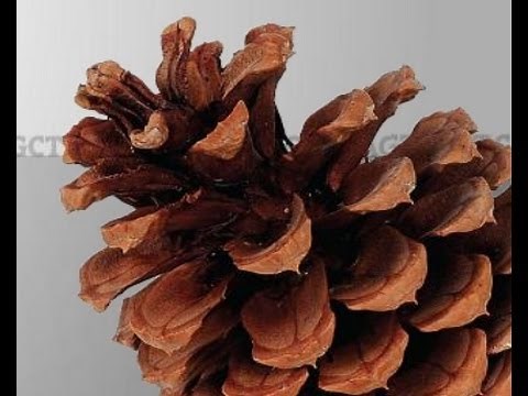 Module 5: Introduction to Tree Breeding and Provenance Trials - CTGN