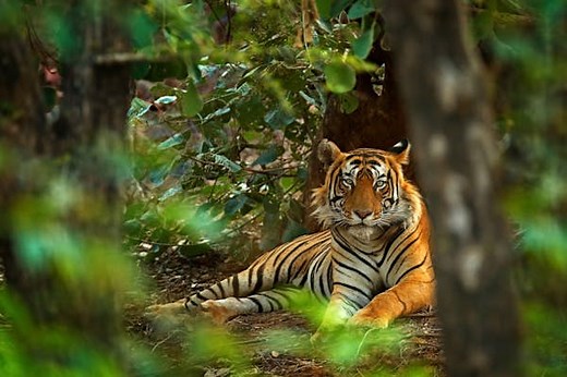 8 places to see tigers in the wild – and how to make it happen in 2024 - Lonely Planet