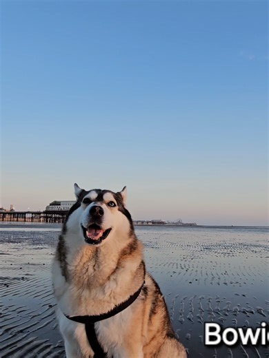 Another Beautiful Sunset ☀️ My pal Bowie enjoying playtime on the beach Bowieslodge.com