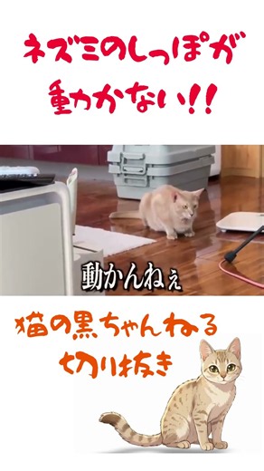 猫の黒ちゃんねる切り抜き ネズミのしっぽが動かない！！ #猫のいる暮らし #三毛猫 #猫好きさんと繋がりたい
