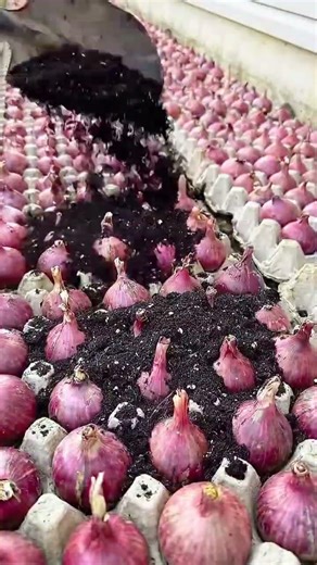 Ide Cerdas Sederhana Tanam Bawang Hanya 3 detik Mudah & Praktis. #shorts