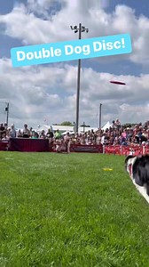 4.3K views · 67 reactions | As if disc freestyle with one dog weren’t hard enough… let’s add another!!  #dogreels #discdogs Hero Disc USA | Stunt Dog Show Productions | Facebook