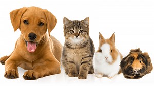 My Pet's Name Is | Know Your Meme