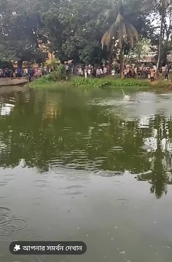Enjoying Duck Swimming at the Pond