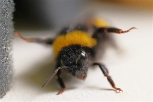 How to Spot a Bumblebee Attack Before the Sting