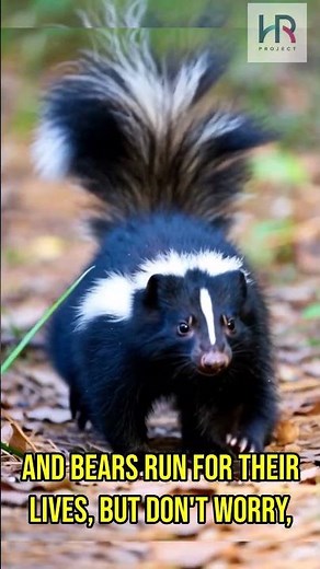 The Skunk's SMELLING SECRET Is AMAZING !